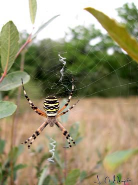 Argiope bruennichii 2.jpg
